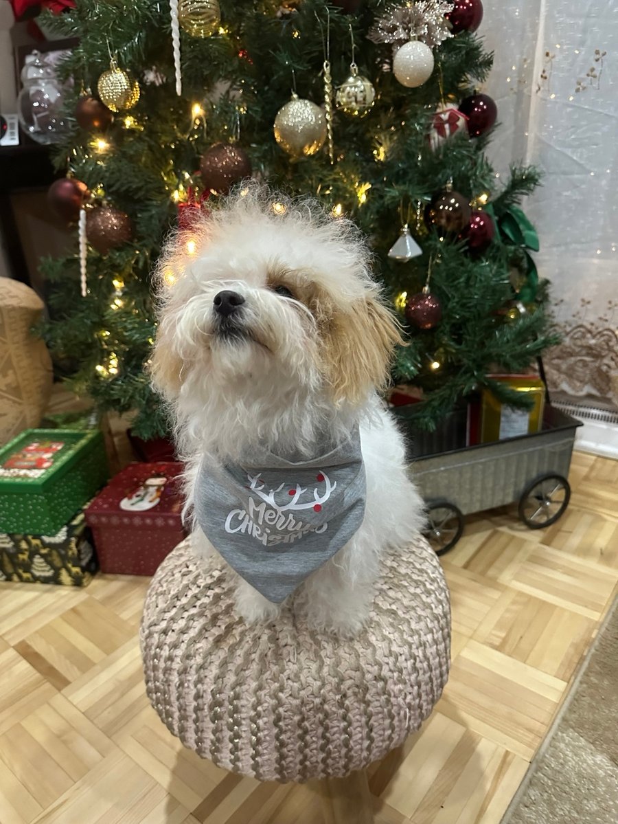 Kayah photo 6