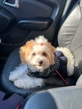 Kayah photo 8