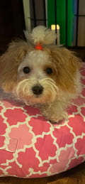 Kayah photo 9