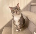 Pokey (bonded With Smokey - In Foster) photo 1