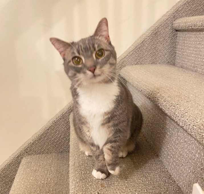 Pokey (bonded With Smokey - In Foster) photo 1