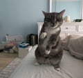 Pokey (bonded With Smokey - In Foster) photo 2