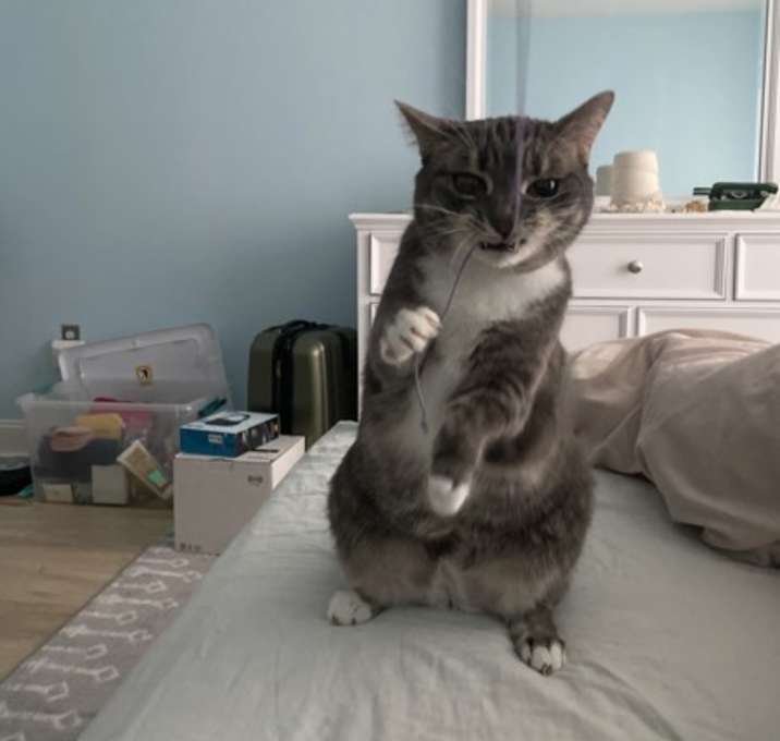 Pokey (bonded With Smokey - In Foster) photo 2