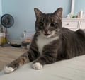 Pokey (bonded With Smokey - In Foster) photo 3
