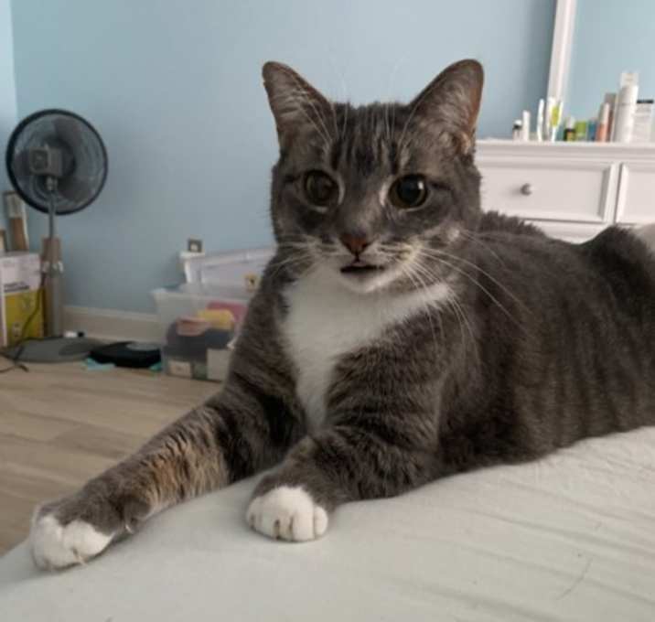Pokey (bonded With Smokey - In Foster) photo 3