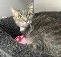 Pokey (bonded With Smokey - In Foster) photo 4