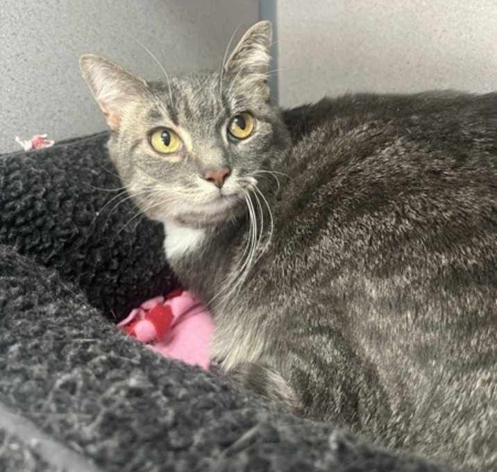 Pokey (bonded With Smokey - In Foster) photo 4