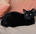Cocoa (in Foster) photo 2