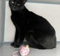 Cocoa (in Foster) photo 3