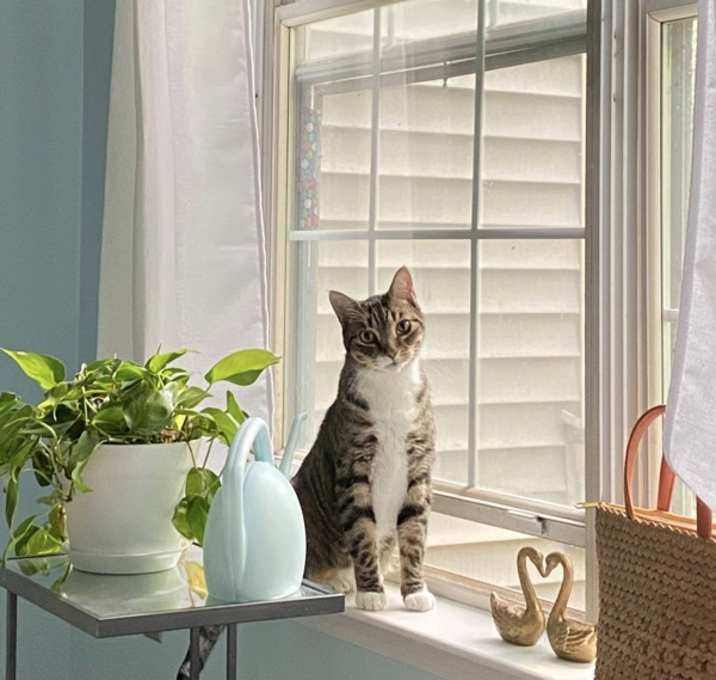 Smokey (bonded With Pokey - In Foster) photo 1