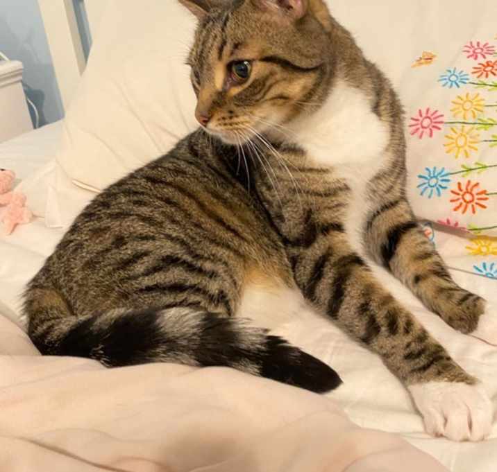 Smokey (bonded With Pokey - In Foster) photo 2