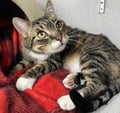 Smokey (bonded With Pokey - In Foster) photo 3