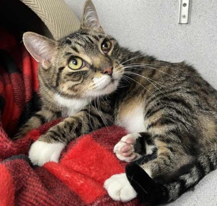 Smokey (bonded With Pokey - In Foster) photo 3