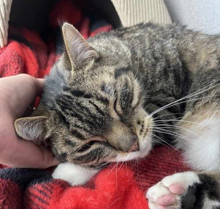 Smokey (bonded With Pokey - In Foster) photo 4