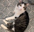 Xander (in Foster) photo 1