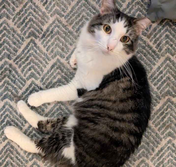 Xander (in Foster) photo 1