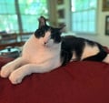 Goliath (in Foster) photo 1