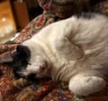Goliath (in Foster) photo 2
