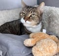 Chelsea (in Foster) photo 1