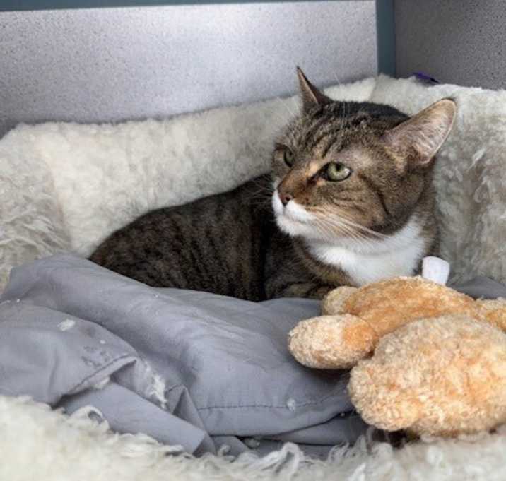 Chelsea (in Foster) photo 2