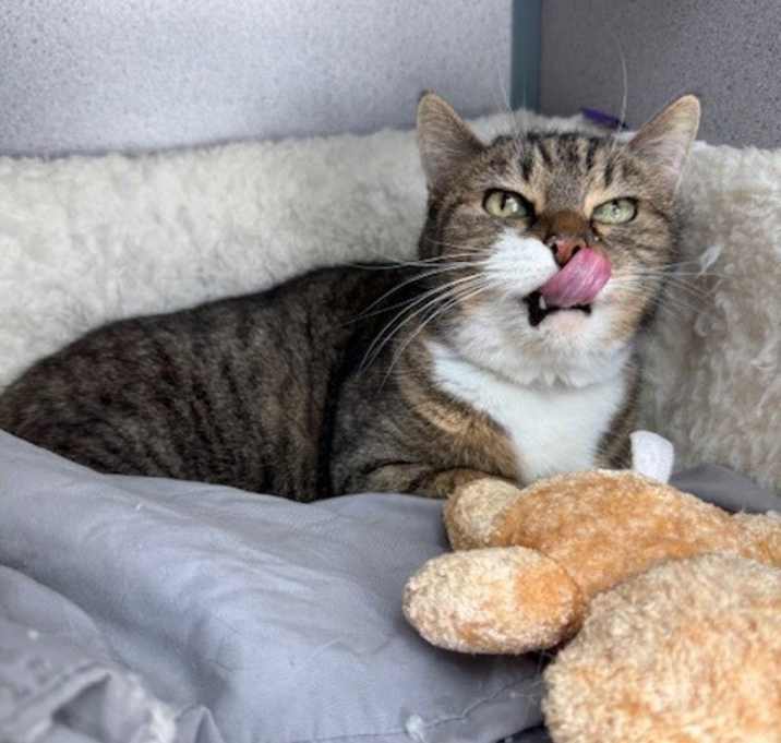 Chelsea (in Foster) photo 3