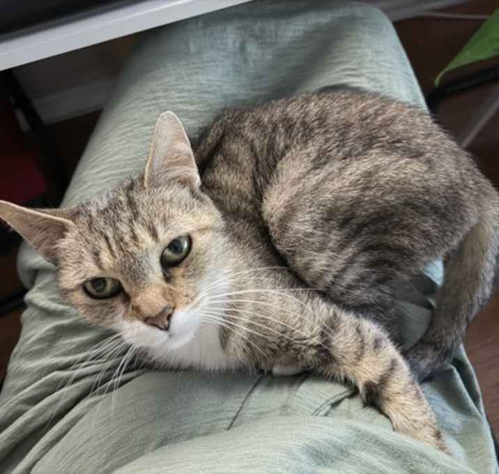 Chelsea (in Foster) photo 4