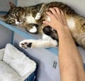 Toodles (in Foster) photo 1