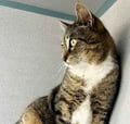 Toodles (in Foster) photo 2