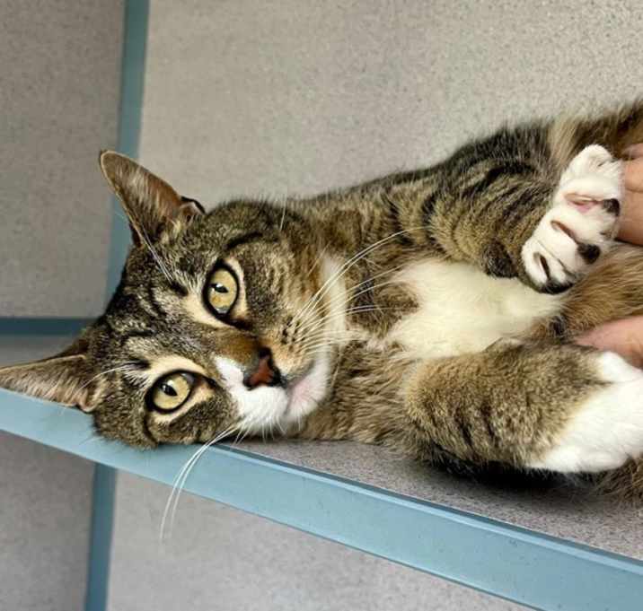 Toodles (in Foster) photo 4