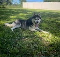 Booger (in Foster) photo 2