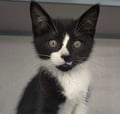 Baxter (bonded With Bliss) photo 1