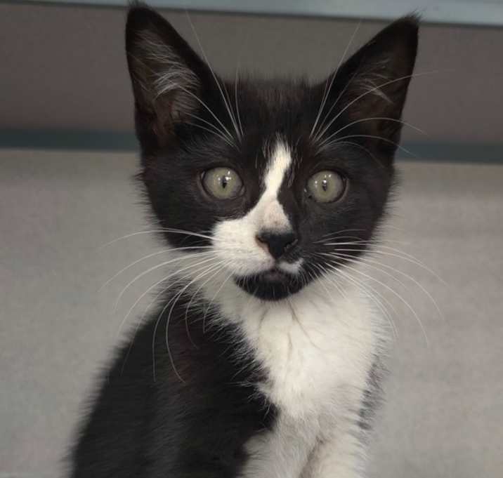 Baxter (bonded With Bliss) photo 1