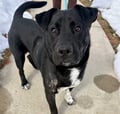 Ace photo 1