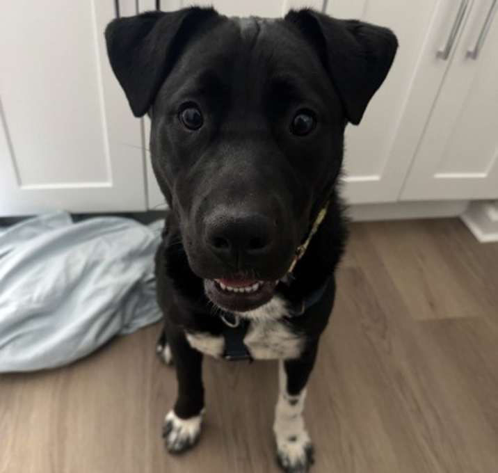 Ace photo 2