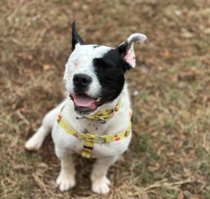 Oreo photo 3