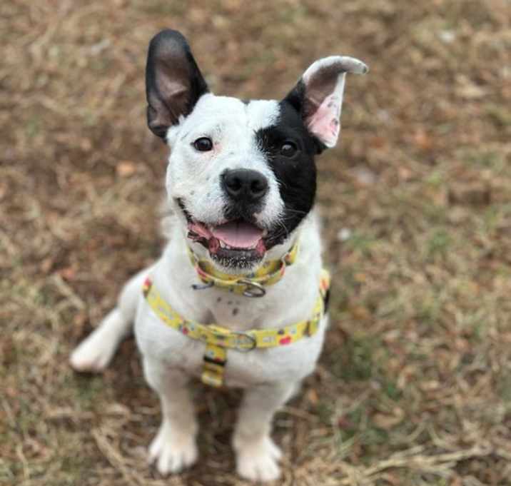 Oreo photo 4