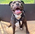 Tank (in Foster) photo 1