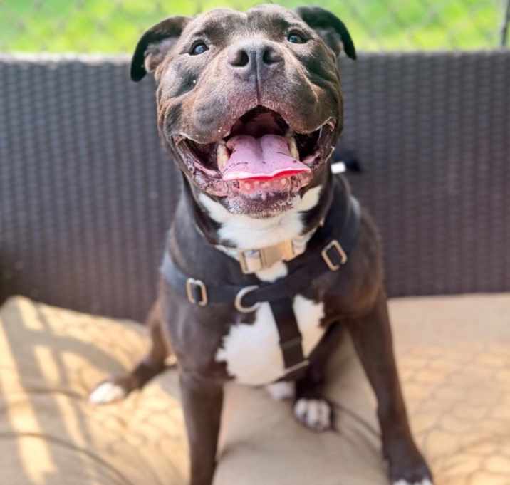 Tank (in Foster) photo 1