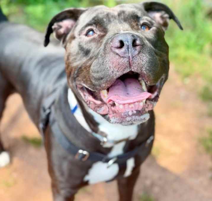 Tank (in Foster) photo 2