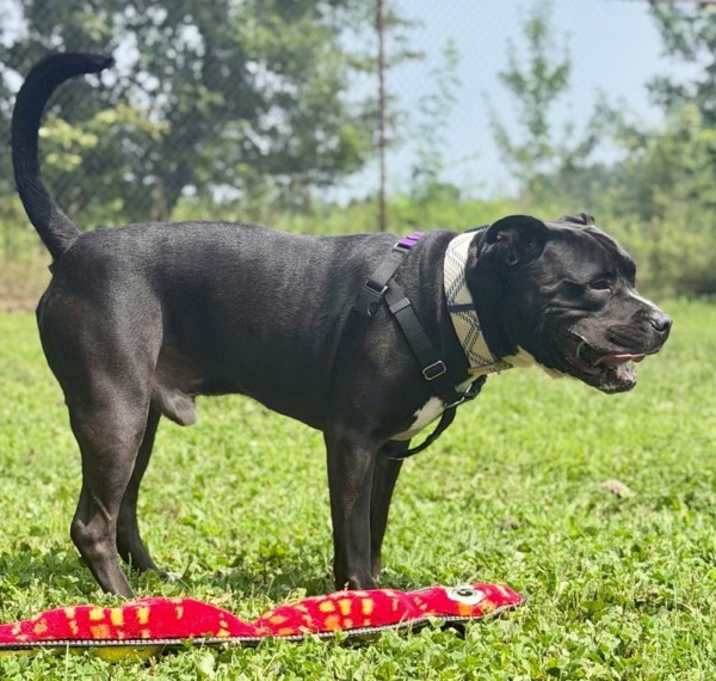 Tank (in Foster) photo 4