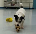 Zola photo 2