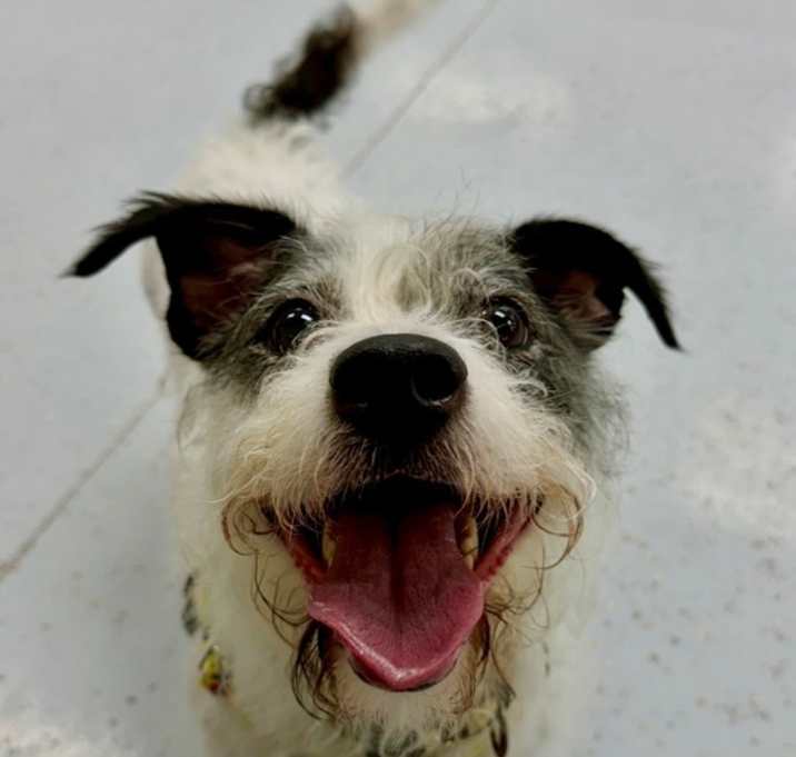 Zola photo 3