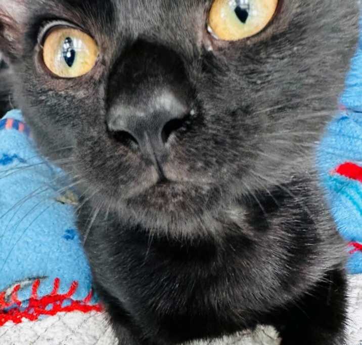 Gus photo 3