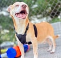 Pookey (in Foster) photo 1