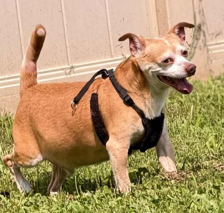Pookey (in Foster) photo 2