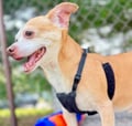 Pookey (in Foster) photo 3