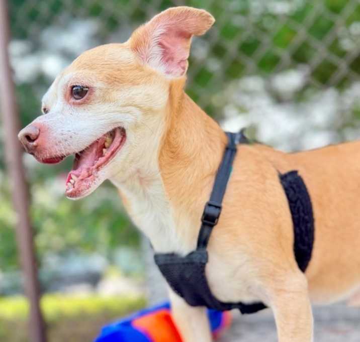 Pookey (in Foster) photo 3