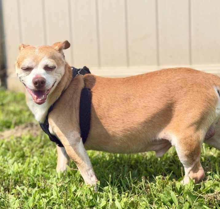 Pookey (in Foster) photo 4