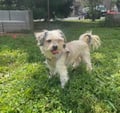 Little Dude photo 1