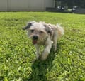 Little Dude photo 3